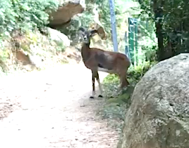Forêt de Bonifatu : Emouvante rencontre avec un mouflon