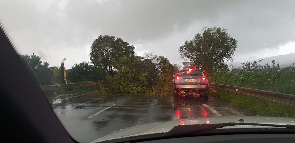 Arbre sur la quatre voies entre Bastia et Borgu (Ophé Lili Villeneuve)