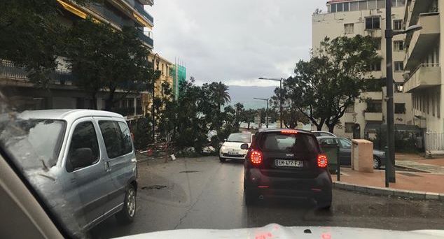 Boulevard Madame Mère à Ajaccio : Un arbre sur la chausée. (Tini Pérez-Guill)