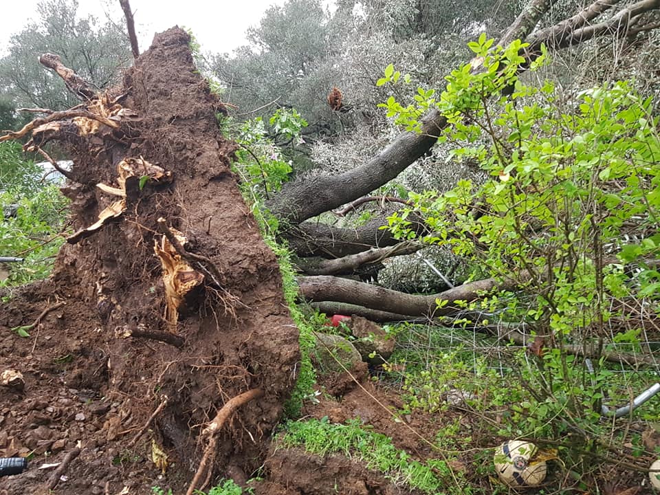 (Louisa Carta-Migone)