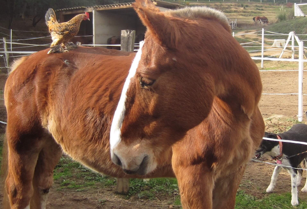 Ajaccio : Une nouvelle vie pour Jo…