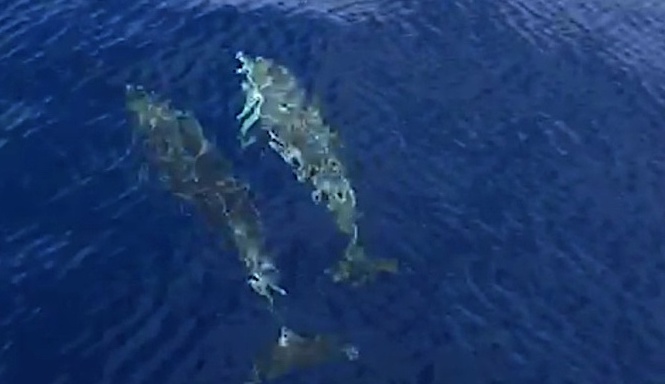 Méditerranée : De plus en plus de pollution et de yachts, de moins en moins de cétacés 