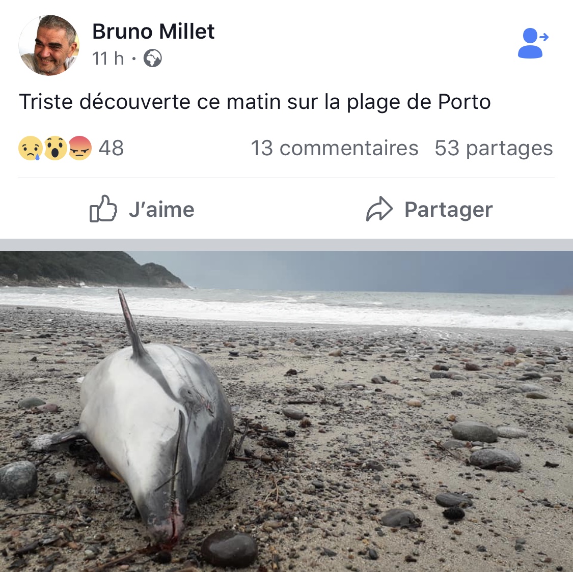 Porto : Un dauphin retrouvé mort sur la plage 