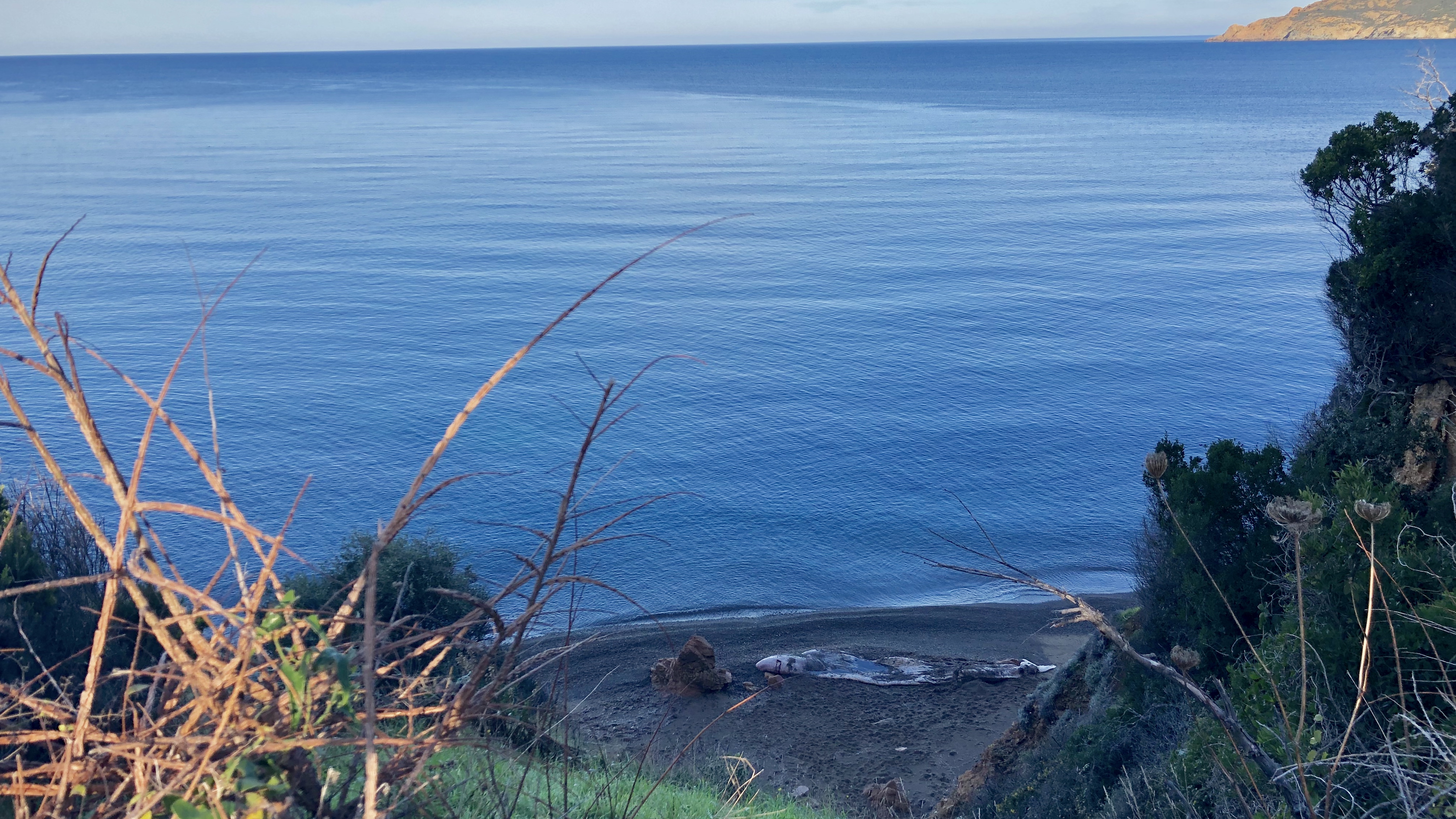 Le cachalot de Galeria sera enlevé ce vendredi