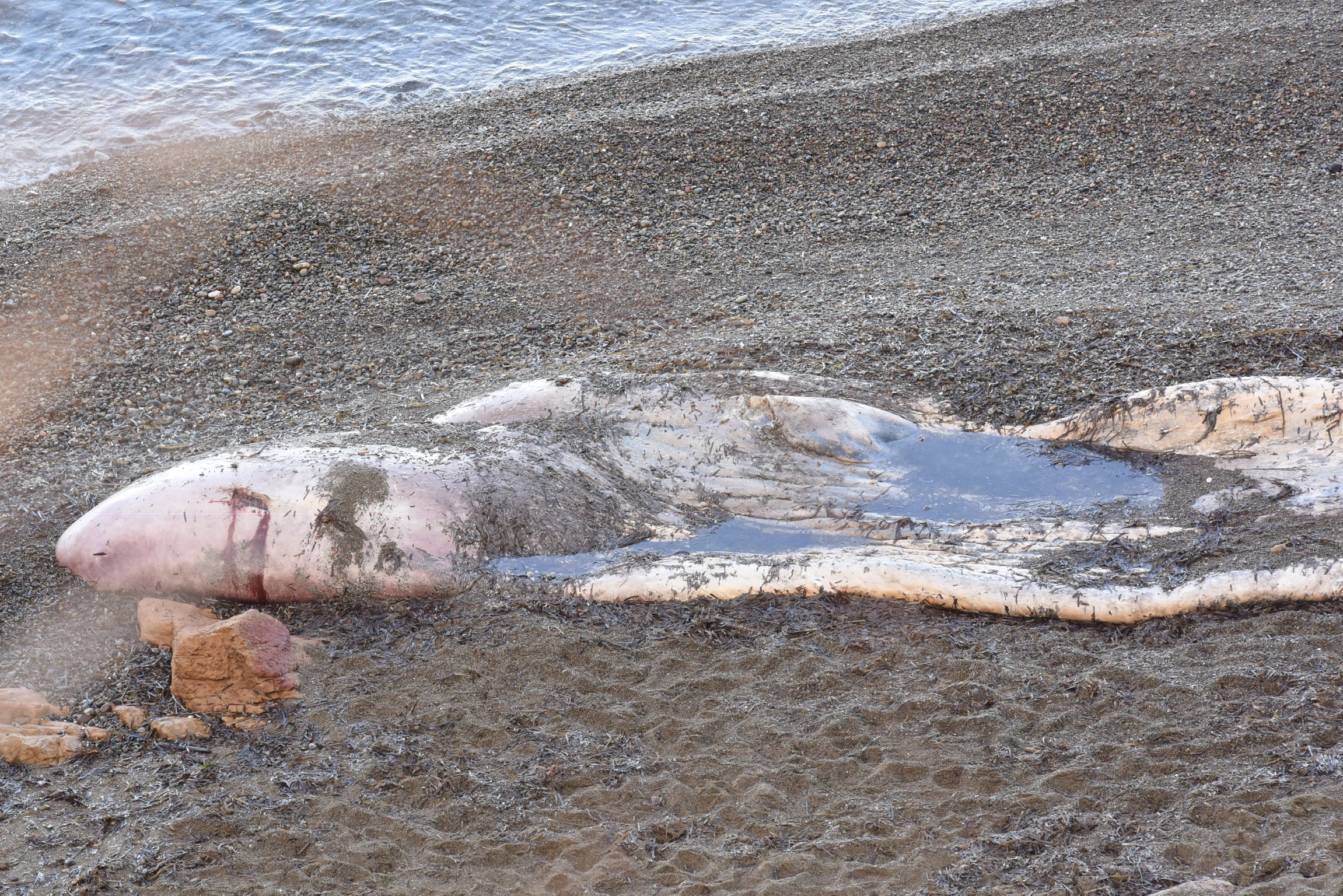 Le cachalot de Galeria sera enlevé ce vendredi