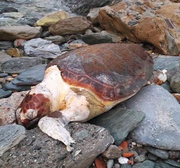Centuri : La mort de la tortue de mer