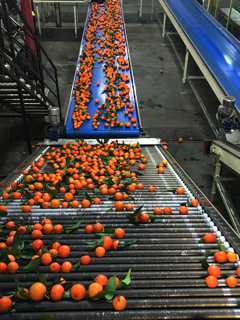 François-Xavier Ceccoli : « L’image de la Corse en matière de produits alimentaires est très bonne »