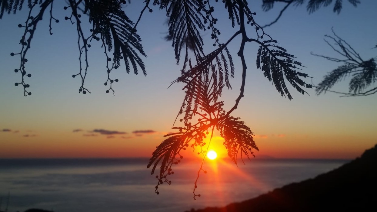 La photo du jour : Le Soleil comme un grain de mimosa 