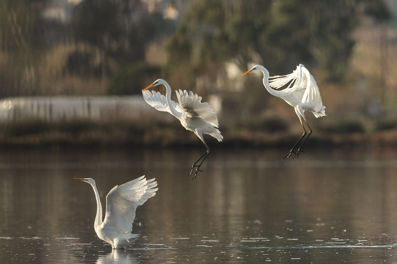 (Photo David Gautier)