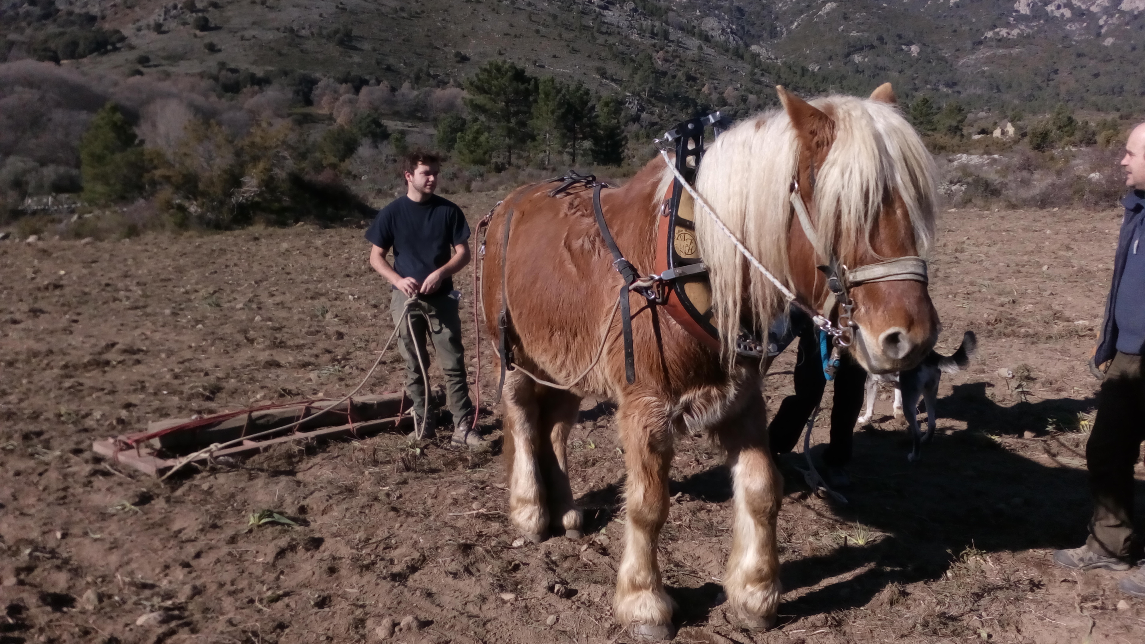 Relance de la culture du blé à Corte : Rendez-vous ce vendredi pour le semis collectif !