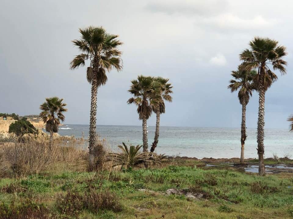 Les quatorze palmiers du site de "Mara a Beach" devront être déterrés !