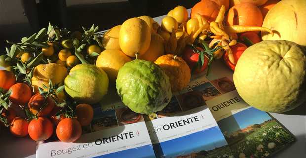 Mare di Agrumi : Des circuits touristiques autour des agrumes en Plaine orientale