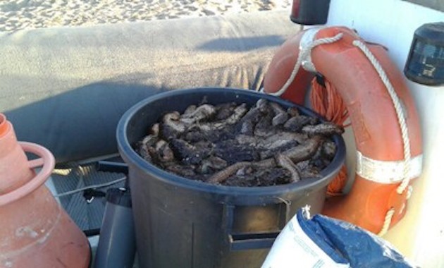 Braconnage en Corse-du-Sud : 200kg de concombres de mer pêchés illégalement