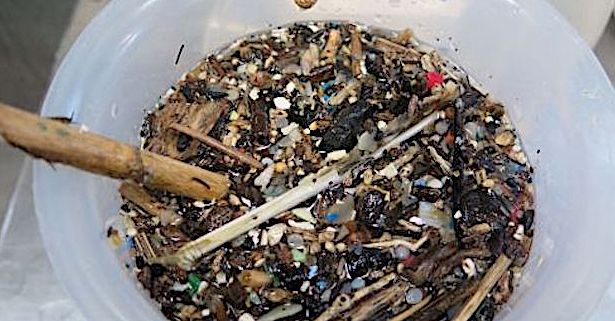 Pollution plastique entre Corse et Toscane : L'ennemi invisible qui étouffe la Méditerranée