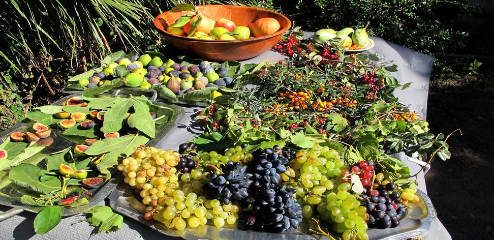 Le CCAS de Calvi organise une sortie au jardin botanique fruitier d'Avapessa