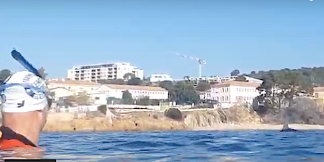 Thierrry Corbalan nage avec les dauphins dans le golfe d'Ajaccio
