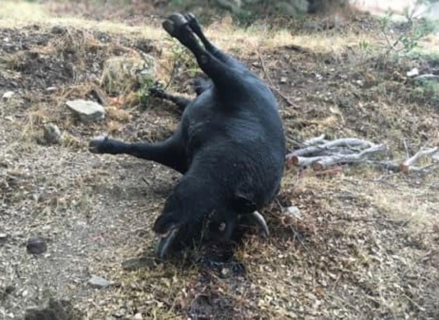 Maltraitance animale : Des cas supposés en Corse