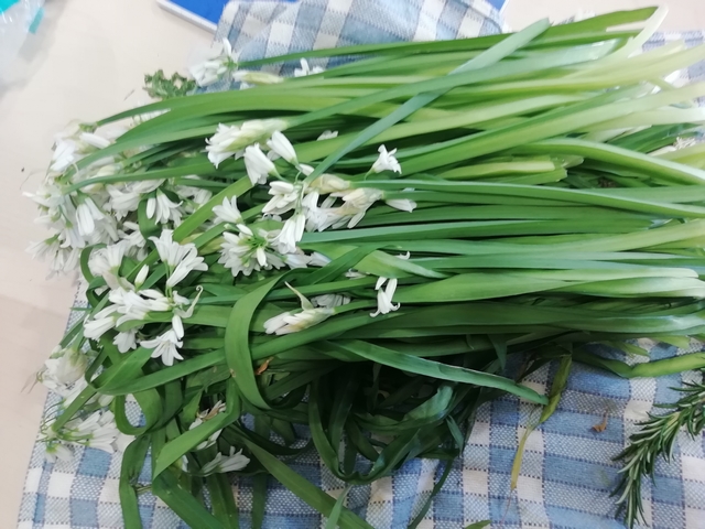 La Marie Do Balagne à la recherche de plantes sauvages à Pointe Saint-François 