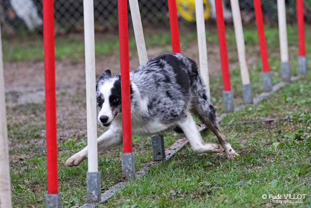 Corse : Le club d’agility canine Athleti’Dogs entre dans le cercle des concours