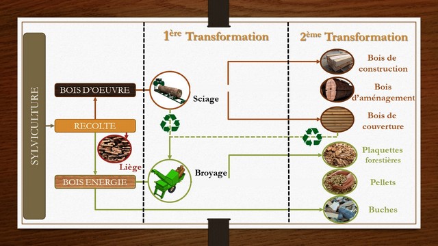 Pioggiola  : Un plan de dynamisation de la filière bois de Corse