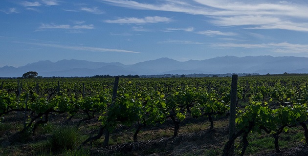 Vue des vignobles de la Cave d'Aléria