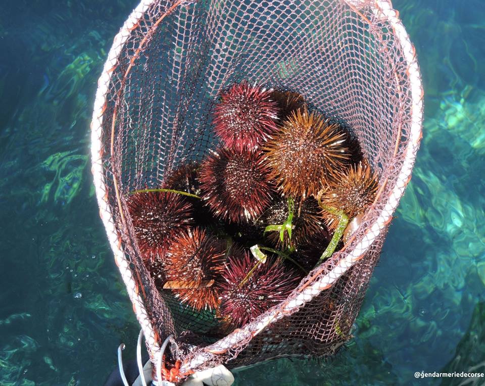 Fin de la saison des oursinades en Corse