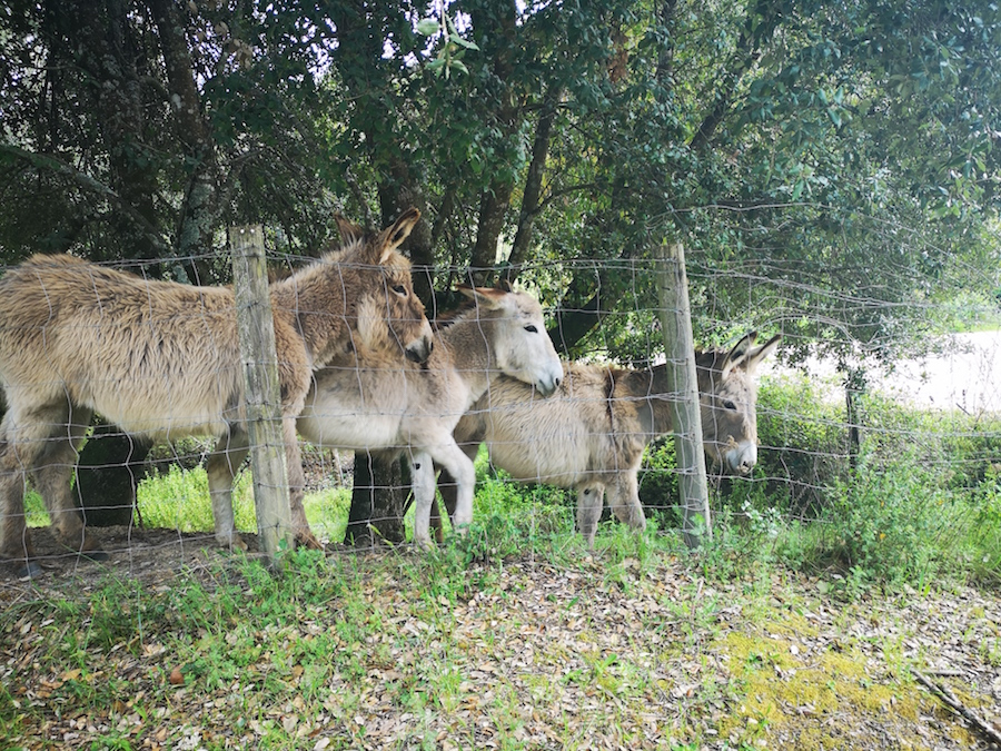 Photo Françoise Geronimi