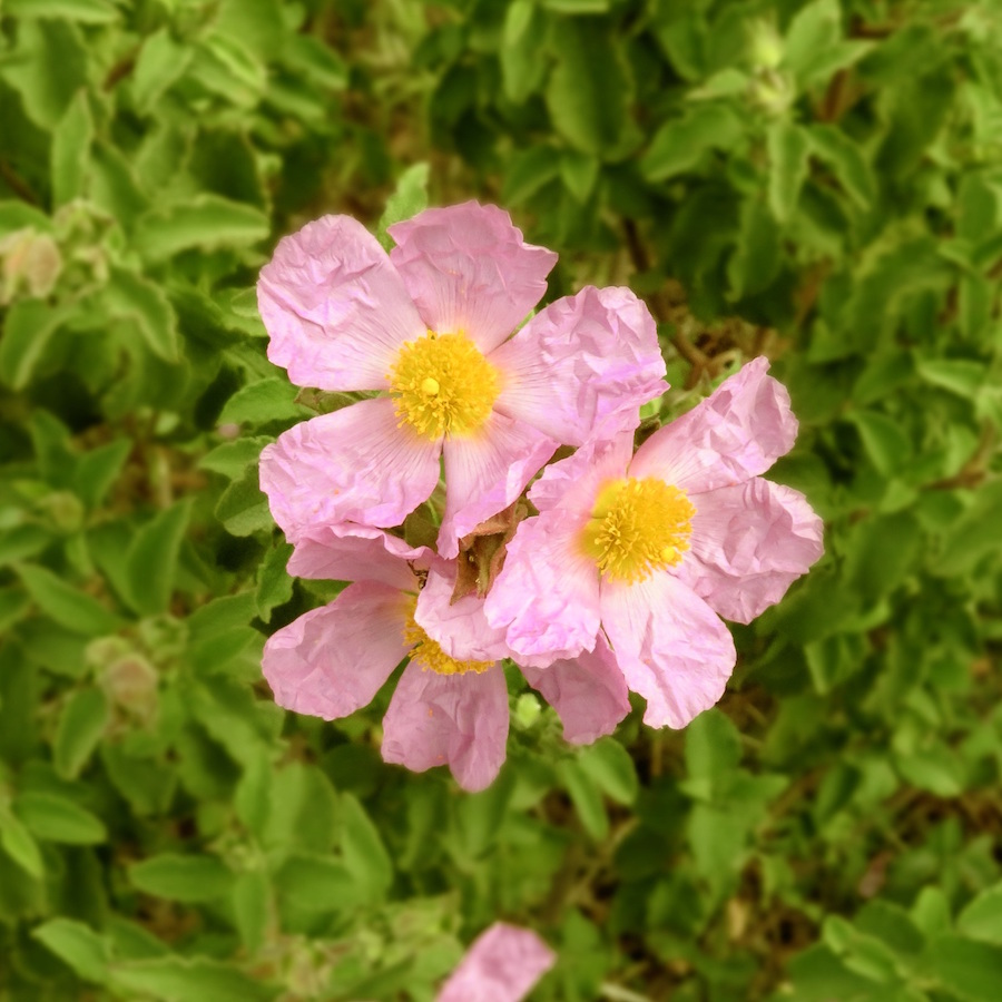 Photo Françoise Geronimi