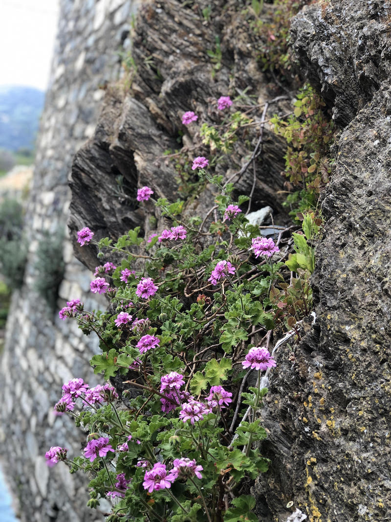 photo marie-dominique baccelli