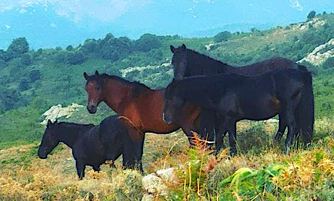 La photo du jour : Les chevaux de Tenda