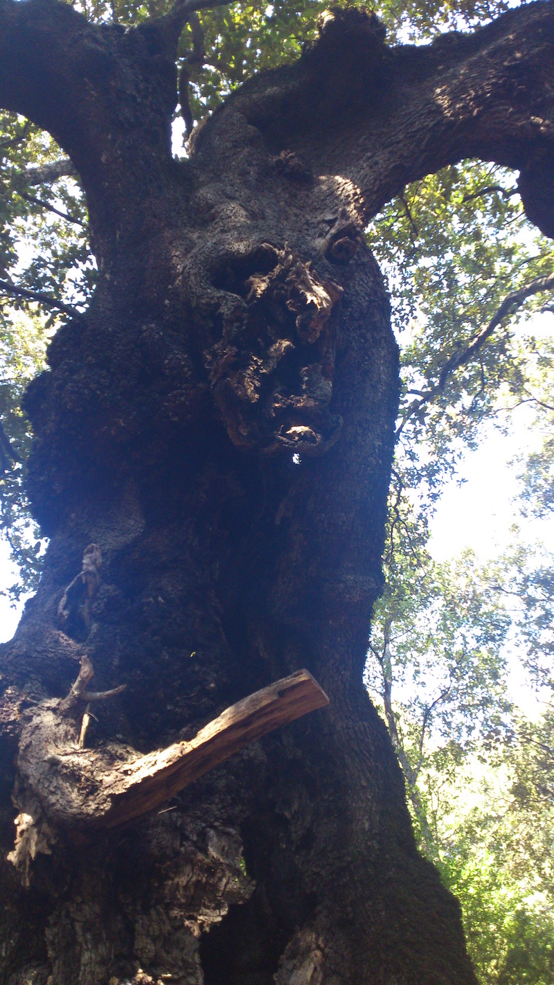 photo fedele christophe