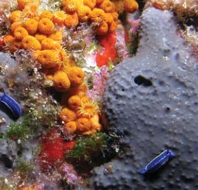 Algues, crustacés et mollusques cibles des chercheurs sous-marins