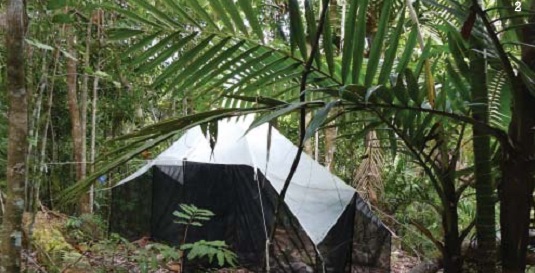 Des pièges à insectes vont être installés dans les forêts de l'Alta Rocca