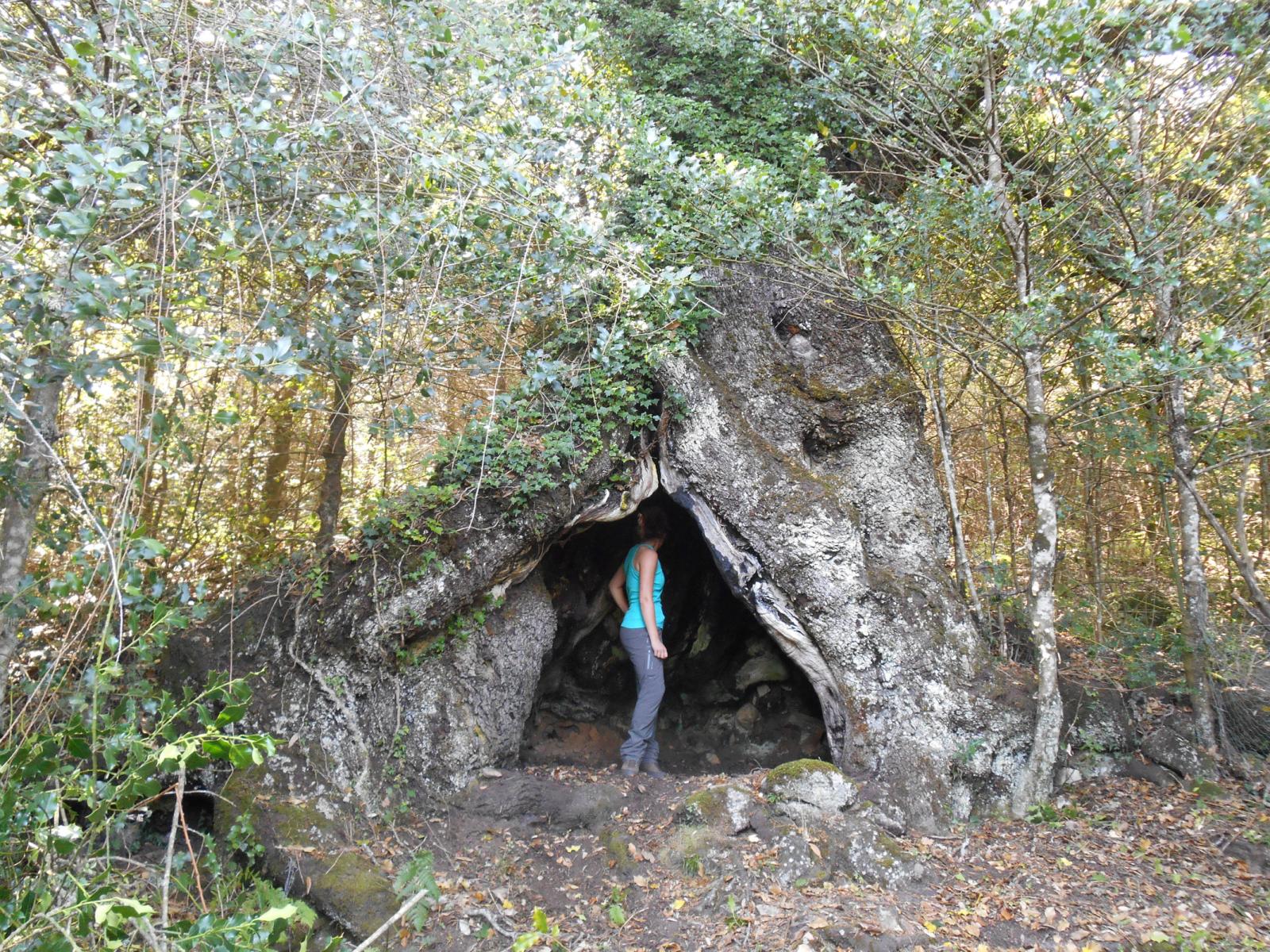 A la découverte des chênes remarquables d'Argiusta-Moriccio