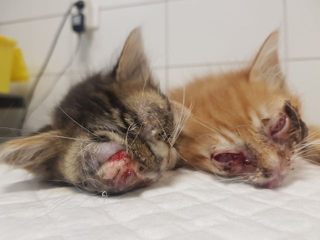 Abandons : Le cri d'alarme di U ghjattinu di Corti