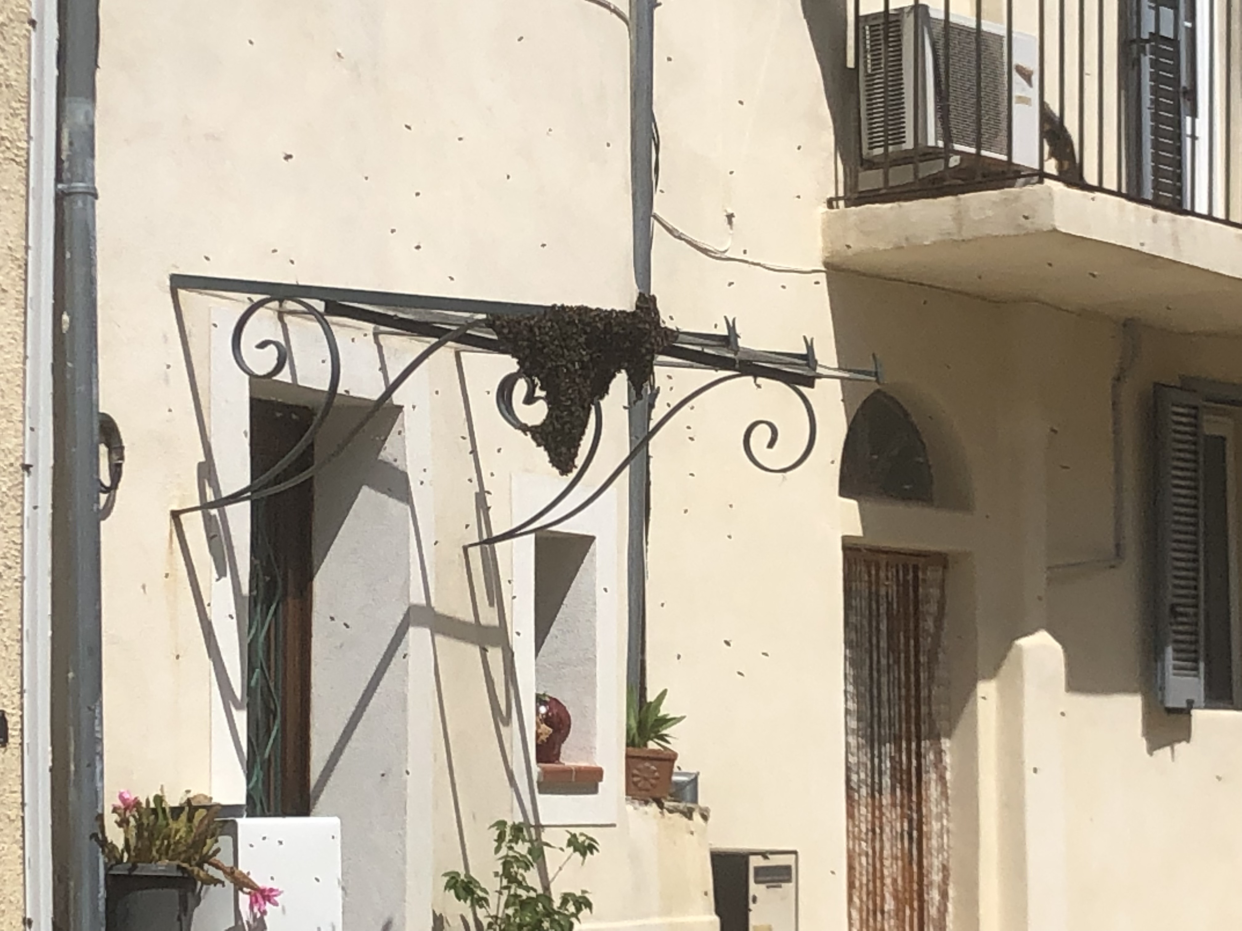 Un nulu d'ape corse in cerca d'una casa