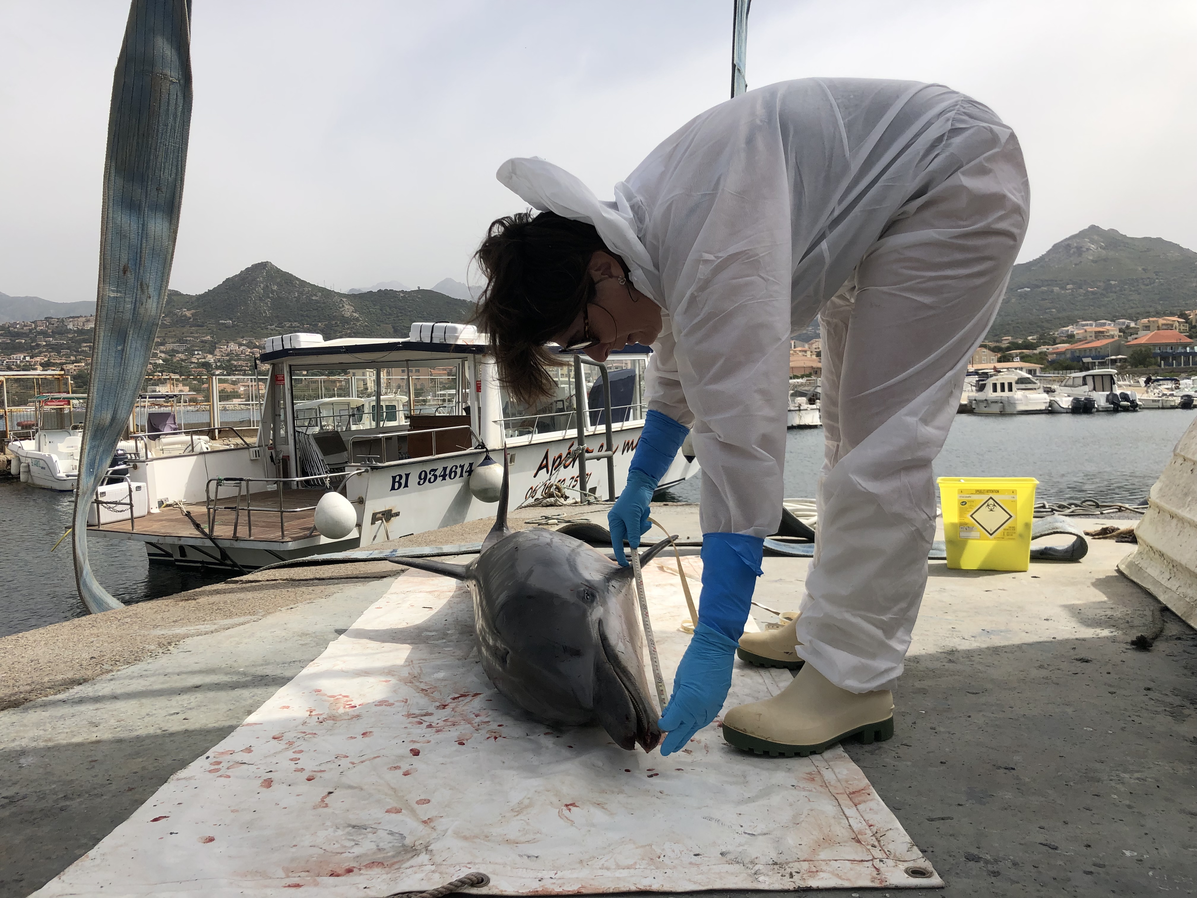 Un dauphin meurt dans le port de Lisula