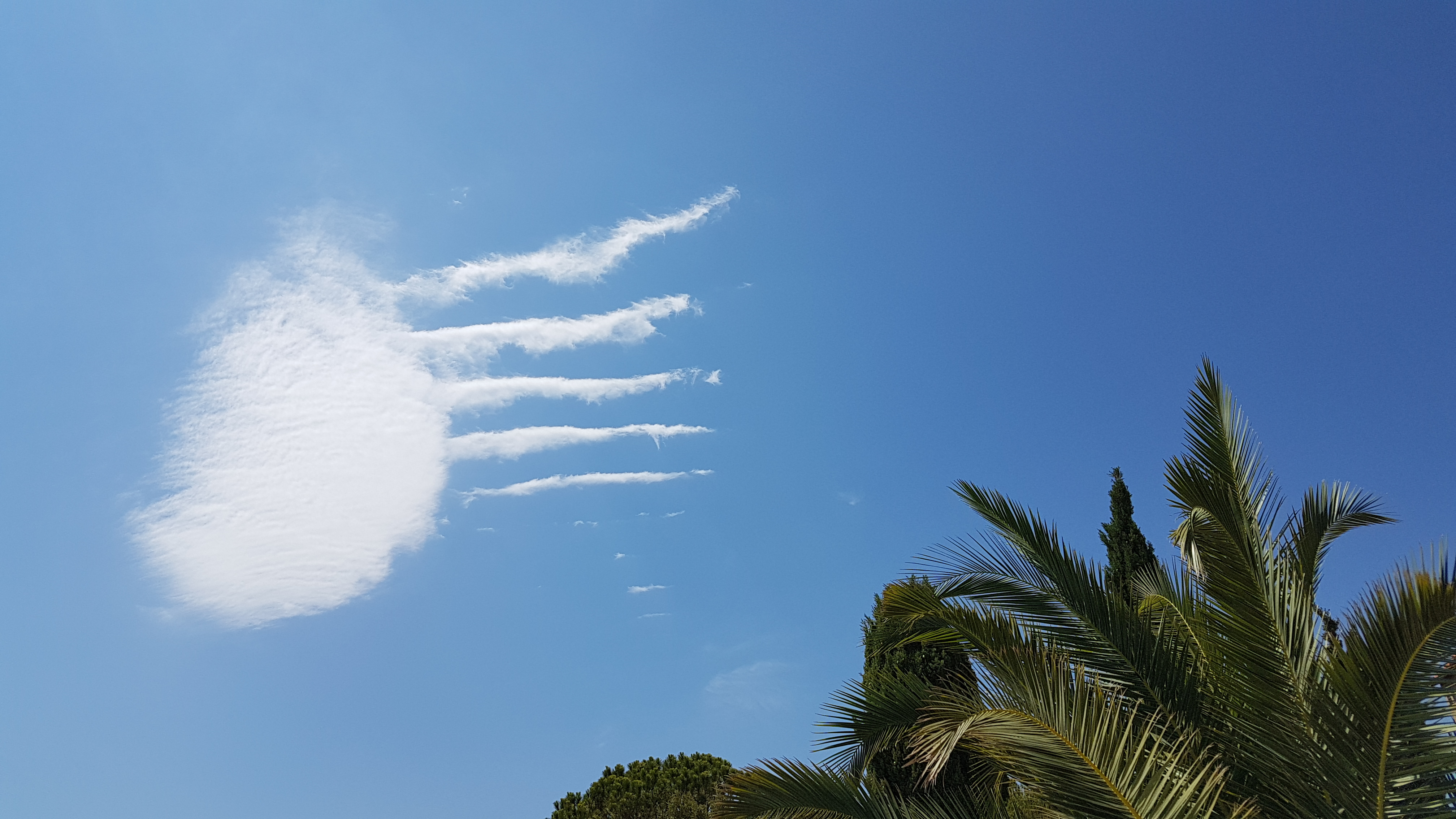 Méduse volante à Sant'Amggiu (Erika Bordeau)
