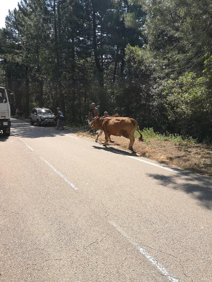 Ospedale : Les pompiers et les services municipaux de Porto-Vecchio au secours d’une vache