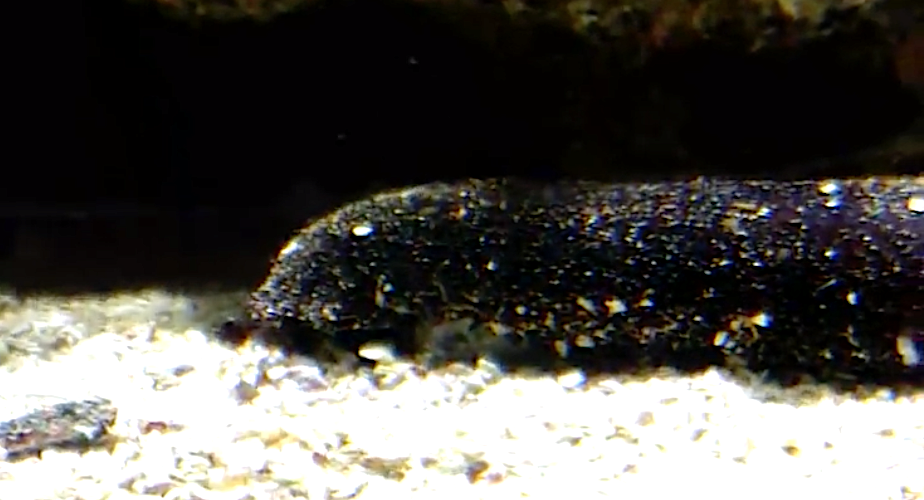 Corse : la capture, le transport et la détention de concombres de mer interdits