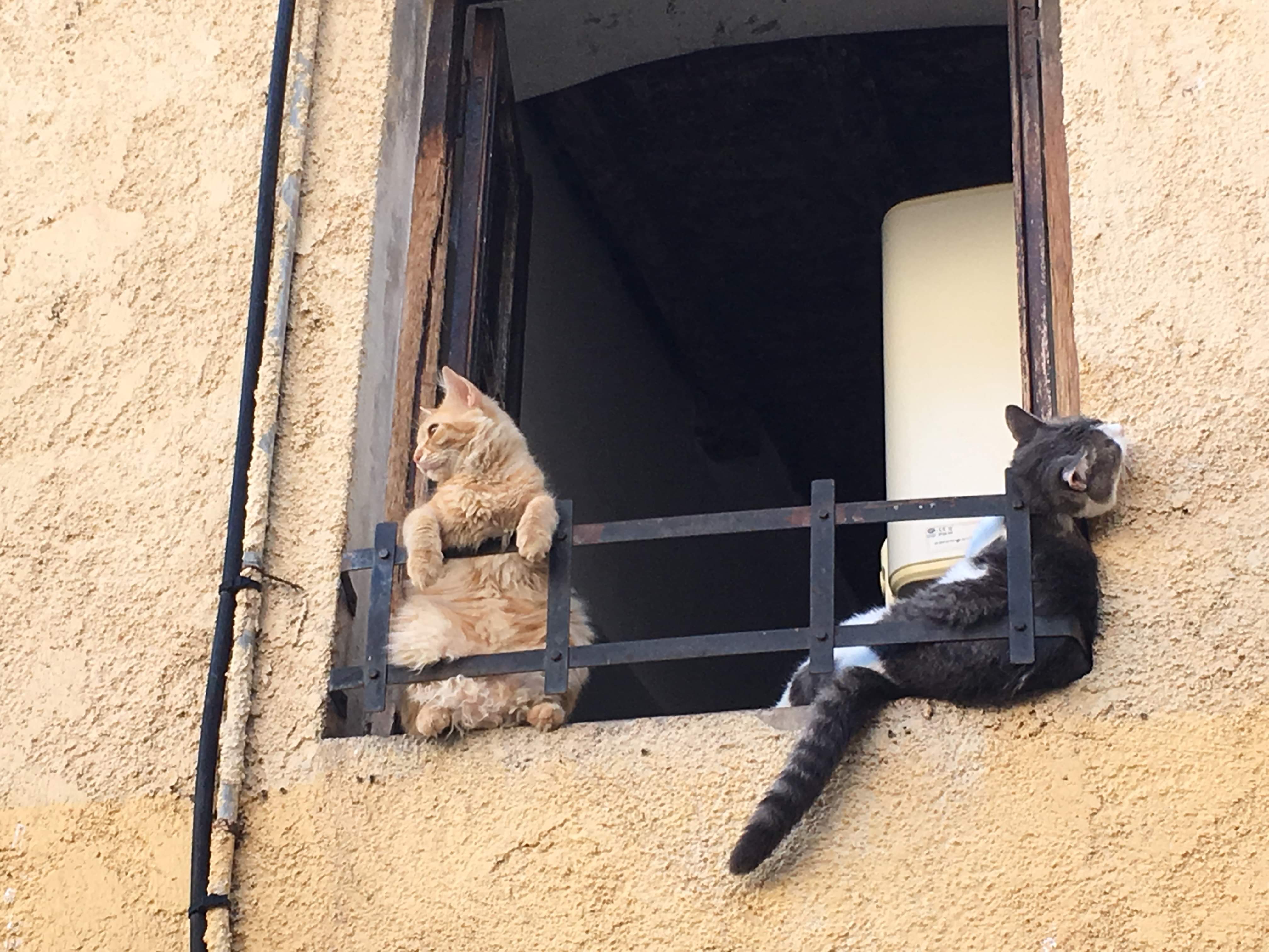 Bronzette pour nos amis les chats