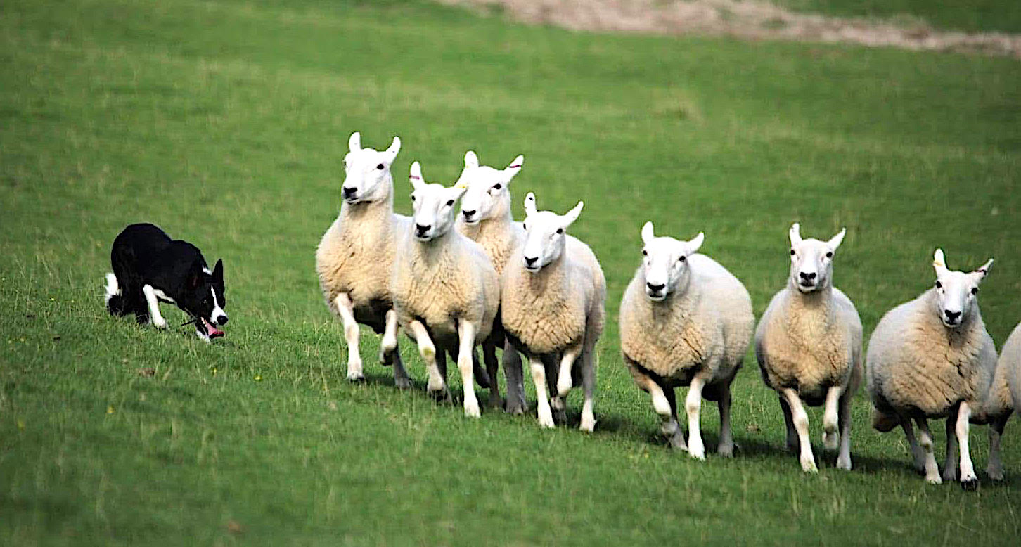 Mayk et Indrix, les chiens de Tiffanie Parenté au travail
