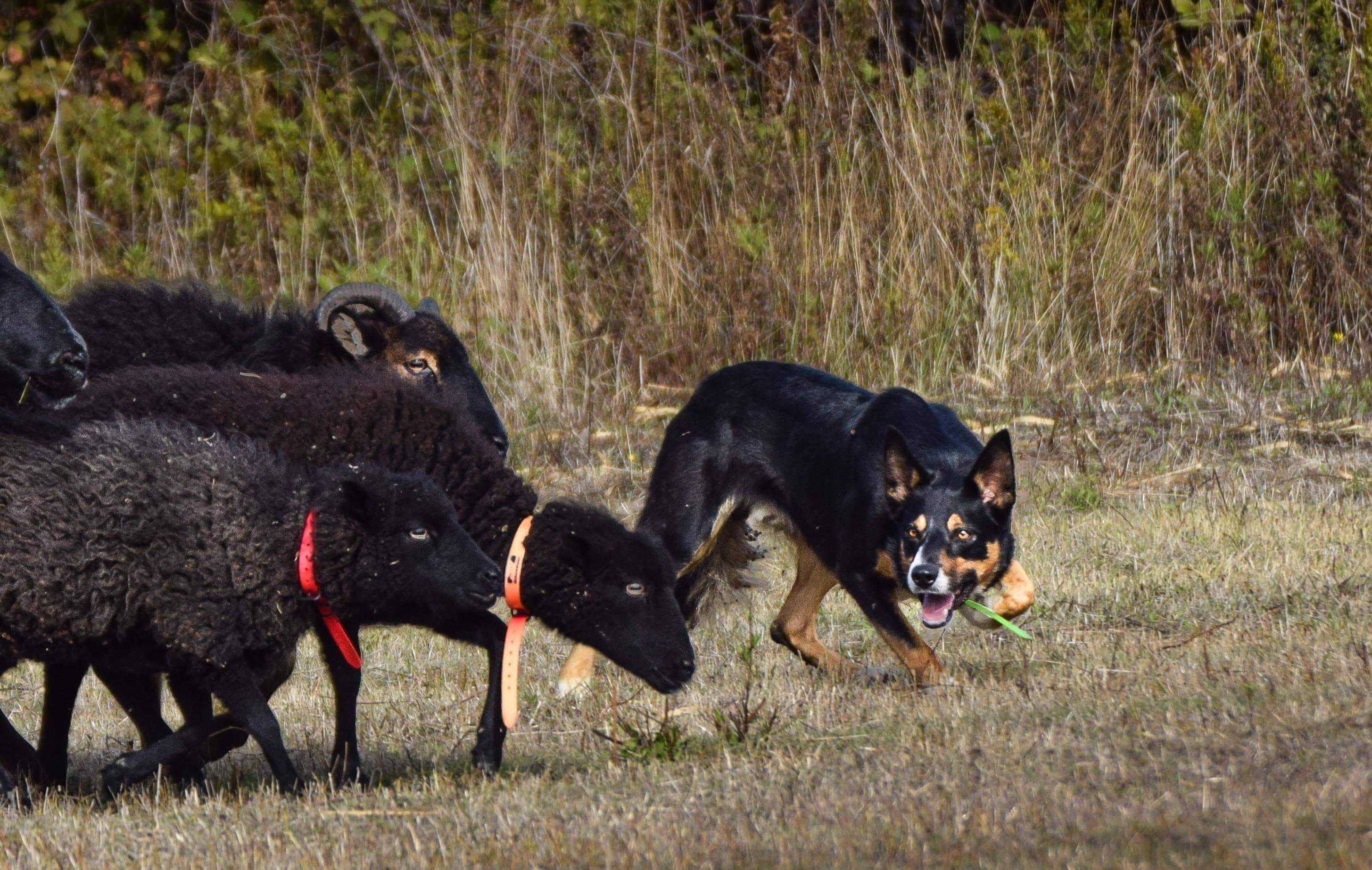 Alta Rocca : l'art et la manière d'initier les chiens au travail sur troupeau 