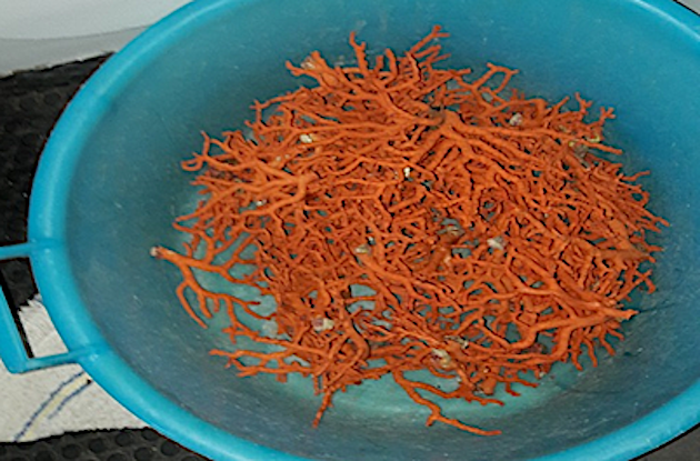 Pêche illégale de corail rouge : 2,2 kg saisis dans le secteur de Bonifacio
