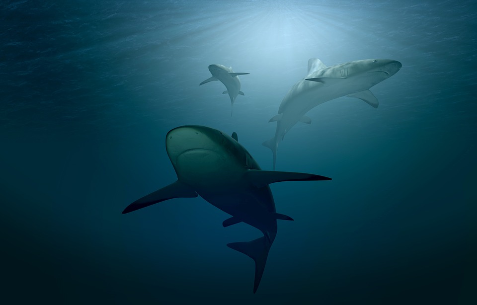 Les requins vont-ils disparaître de la Méditerranée?