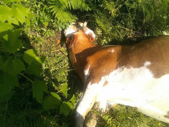 Olmeta-di-Capicorsu : Deux vaches tuées par balles 