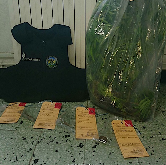 Afa : Il cultivait du... cannabis