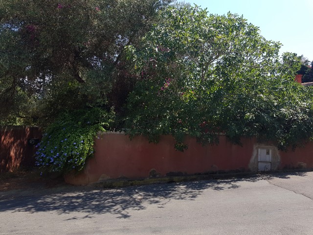 Calvi: les crapauds coassent et les voisins se prennent le bec !