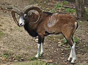 Un mouflon abattu et décorné à San Gavinu di Carbini 
