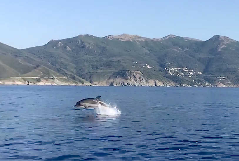 Le morbillivirus à l’origine de l’hécatombe des dauphins en Méditerranée 